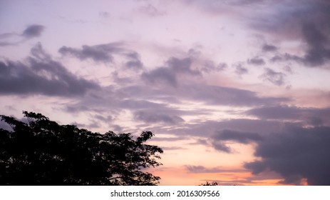 colorful sunset sky atmosphere with tree silhouette 
