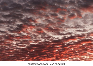 Colorful sunset sky of clouds on background.Panoramic outdoor view of a cloudy colorful sky during the sunset. Dramatic red cloudy sky at sunset. Birds flying into sunset clouds. - Powered by Shutterstock