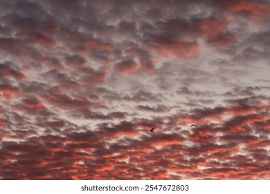 Colorful sunset sky of clouds on background.Panoramic outdoor view of a cloudy colorful sky during the sunset. Dramatic red cloudy sky at sunset. Birds flying into sunset clouds. - Powered by Shutterstock