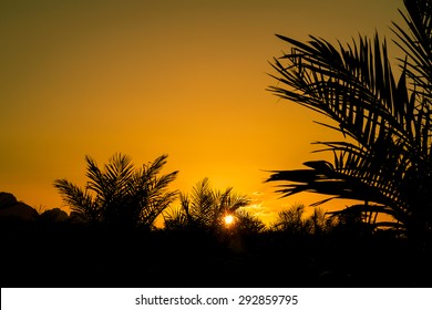 Colorful Of Sunset Sky,oil Palm At Farm The Beautiful Yellow Sunset. Autumnal Landscape.