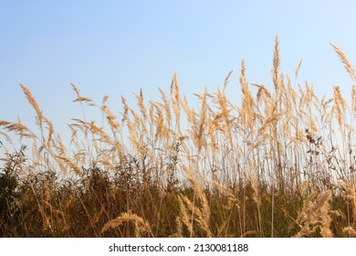 Colorful sunset or sunrise background. Silhouette of branches of dry grass on the field. Fluffy spikelets of dry grass. Blades of grass sway in the wind. Spikelets, panicles of dry grass. Close-up - Powered by Shutterstock