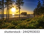 Colorful sunset through the trees at Ruby Beach with piles of deadwood and sea stacks in Olympic National Park, Washington state, USA