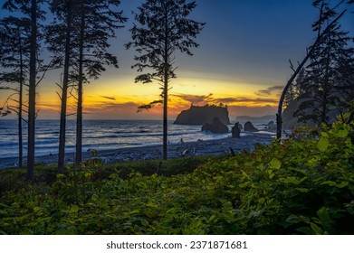 Colorful sunset through the trees at Ruby Beach with piles of deadwood in Olympic National Park, Washington state, USA