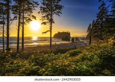 Colorful sunset through the trees at Ruby Beach with piles of deadwood and sea stacks in Olympic National Park, Washington state, USA