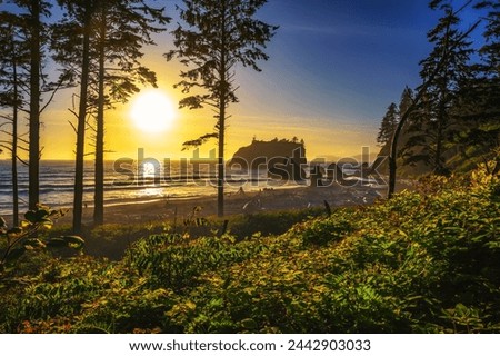 Colorful sunset through the trees at Ruby Beach with piles of deadwood and sea stacks in Olympic National Park, Washington state, USA