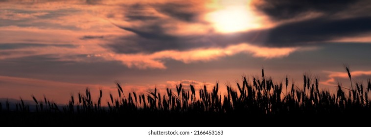 Colorful sunset in a wheat field, panoramic view - Powered by Shutterstock