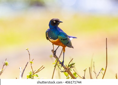 Colorful Superb Starling Bird In Tanzania