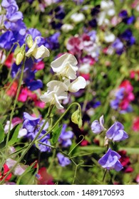 Colorful sweet pea flowers (Lathyrus odoratus) growing in a landscaped cottage garden