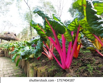 Colorful Swiss Chard Or Mangold Plant In Garden.