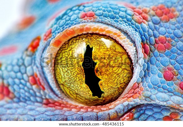 Colorful Toke\'s gecko\
amazing eye macro