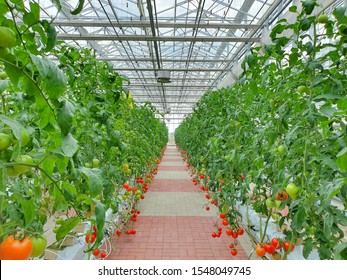 Colorful Tomatoes(vegetables And Fruits) Are Growing In Indoor Farm/vertical Farm. Vertical Farming Is Sustainable Agriculture For Future Food.