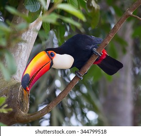 Colorful Toucan In The Aviary