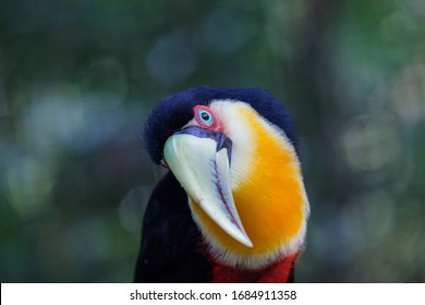 Colorful toucan looking at you green blurred background 