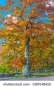 Colorful Tree In In The Fall Season. Blue Ridge Highway. Shenandoah National Park. Virginia. USA 