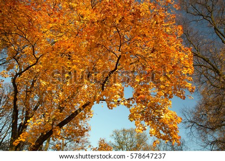 Similar – autumn burning Autumn Tree