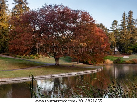 Colorful tree at the UC Davis arboretum in the Fall reflected on Lake Spafford, predominant color is red