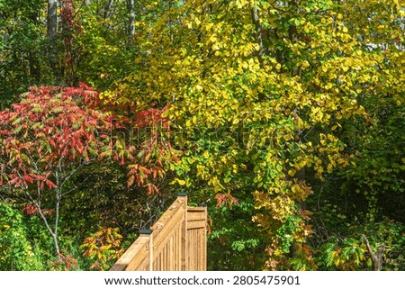 Colorful trees in backyard of hause in fall time, Canada