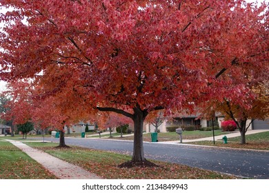 Colorful Trees During Autumn Along A Neighborhood Sidewalk With Homes In Suburban Illinois