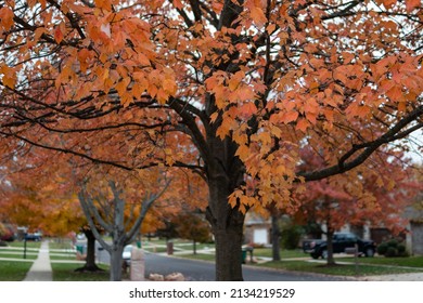 Colorful Trees During Fall Along A Suburban Neighborhood Sidewalk And Street In Illinois