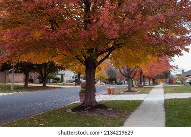 Colorful Trees During Fall Along A Suburban Neighborhood Sidewalk And Street In Illinois