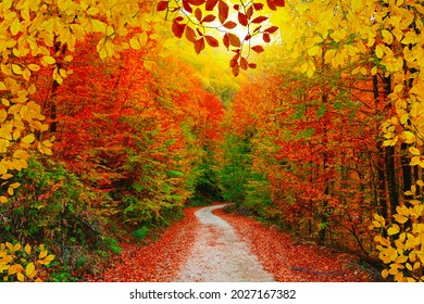 Colorful trees and footpath road in autumn landscape in deep forest. The autumn colors in the forest create a magnificent view. autumn view in nature. Domanic, Bursa, Turkey - Shutterstock ID 2027167382