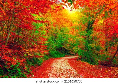 Colorful trees and footpath road in autumn landscape in  forest. autumn colors in the forest.  colorful leaves of autumn in nature. autumn season in japan. colorful forest landscape. Rural landscape.