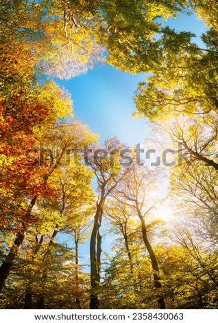 Colorful trees framing the blue sky, a wide angle autumn scenery with the bright sun illuminating the foliage