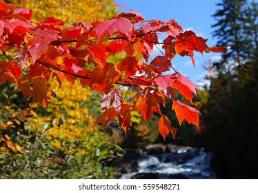 Colorful Trees And Leaves In Laurentides, Mont-tremblant, Quebec, Canada, During Indian Summer