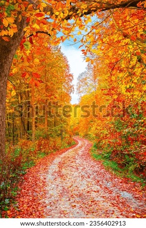 Colorful trees and mountain road in autumn landscape in beautiful forest. Autumn colors in jungle create a amazing scenery. Fall scene in nature. Yellow and red leaves on stunning autumn background.