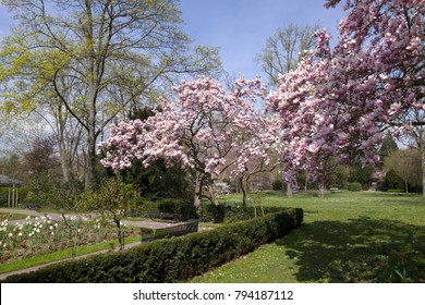 colorful trees in spring