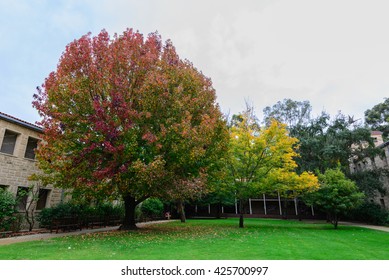 Colorful Trees In University Of Western Australia In Perth.