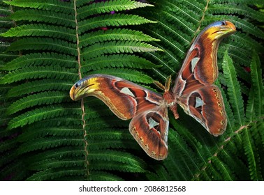 Colorful tropical background. Bright Atlas butterfly on a green fern leaves. Attacus atlas. Atlas moth.