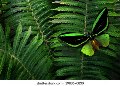 colorful tropical background. bright birdwing butterfly on green fern leaves - Powered by Shutterstock