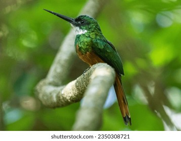 Colorful tropical bird in the middle of the forest - Powered by Shutterstock
