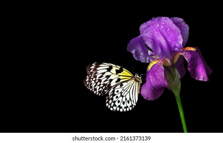 Colorful tropical butterfly on purple iris flower isolated on black. Butterfly on flowers. Rice paper butterfly. Large tree nymph. White nymph butterfly. - Powered by Shutterstock
