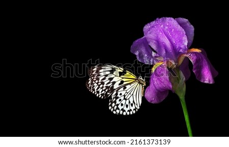 Colorful tropical butterfly on purple iris flower isolated on black. Butterfly on flowers. Rice paper butterfly. Large tree nymph. White nymph butterfly.
