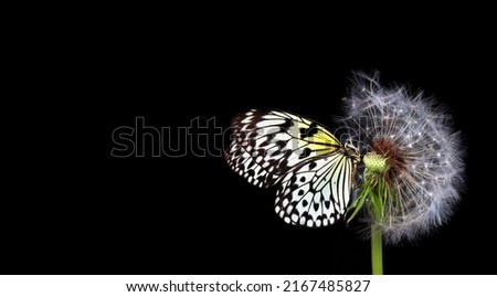 Colorful tropical butterfly on white fluffy dandelion flower isolated on black. Copy space. Butterfly on flowers. Rice paper butterfly. Large tree nymph. White nymph butterfly.