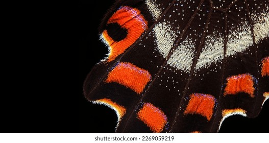 colorful tropical butterfly wing on black, close-up. butterfly wing macro photography