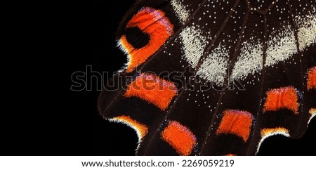 colorful tropical butterfly wing on black, close-up. butterfly wing macro photography