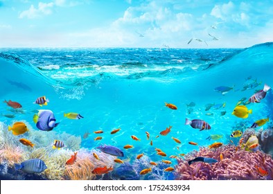 Colorful tropical fish in coastal waters. Animals of the underwater sea world. Life in a coral reef. Ecosystem. 