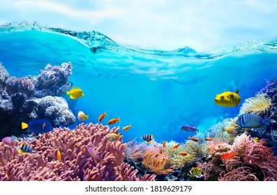 Colorful tropical fish in coastal waters. Life in a coral reef. Animals of the underwater sea world. Ecosystem. 