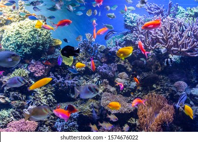 Colorful Tropical Fish And Coral