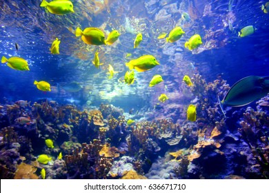 Colorful Tropical Fish Living In Coral Reefs Of Maui, Hawaii, USA 