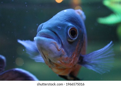 Colorful tropical fish looking at camera in aquarium