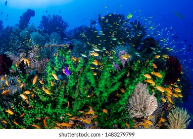 Colorful tropical fish on a coral reef in Bohol, Philippines - Shutterstock ID 1483279799