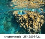 Colorful tropical fish (Sergeant Major) swimming in the shallow water. Shallow coral reef and fish, underwater photo from snorkeling. Marine life in the sea, underwater ecosystem.