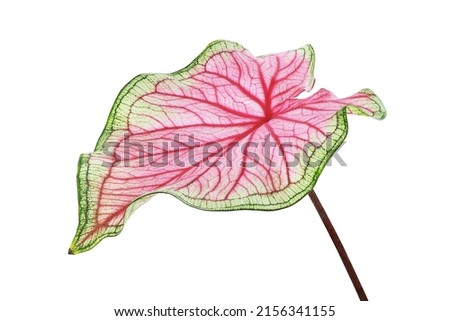 Colorful Tropical Leaf of Caladium Plant Isolated on White Background with Clipping Path