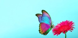 Colorful Tropical Morpho Butterfly On A Purple Gerbera Flower. Copy Space