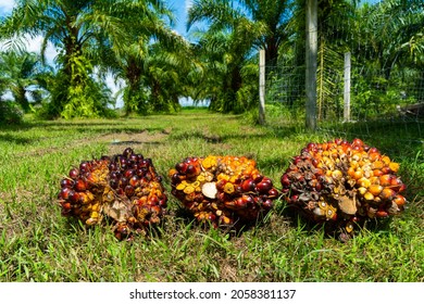 Colorful of tropical palm oil fruit, an edible vegetable oil derived from the mesocarp of the fruit of the oil palms. The oil is used in food manufacturing, in beauty products, and as biofuel.