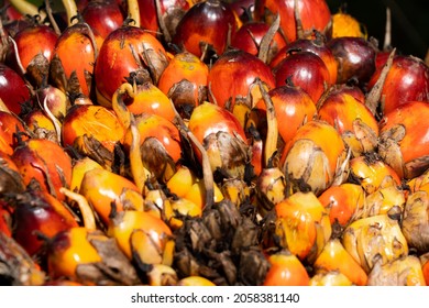 Colorful of tropical palm oil fruit, an edible vegetable oil derived from the mesocarp of the fruit of the oil palms. The oil is used in food manufacturing, in beauty products, and as biofuel.